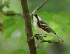 Image of Chestnut-sided Warbler