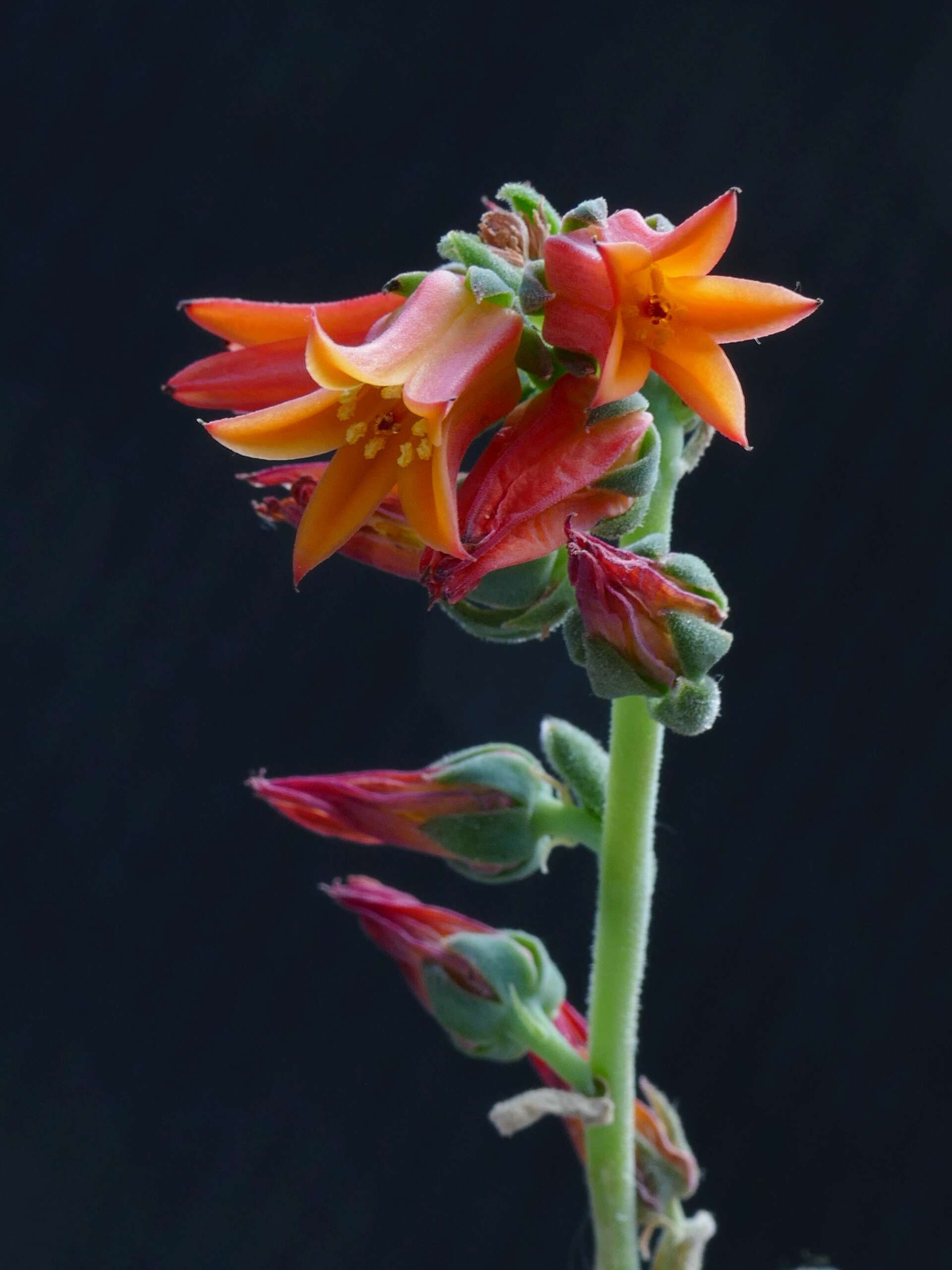 Image of Echeveria elegans Rose