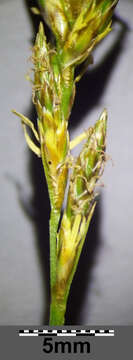 Image of quaking-grass sedge