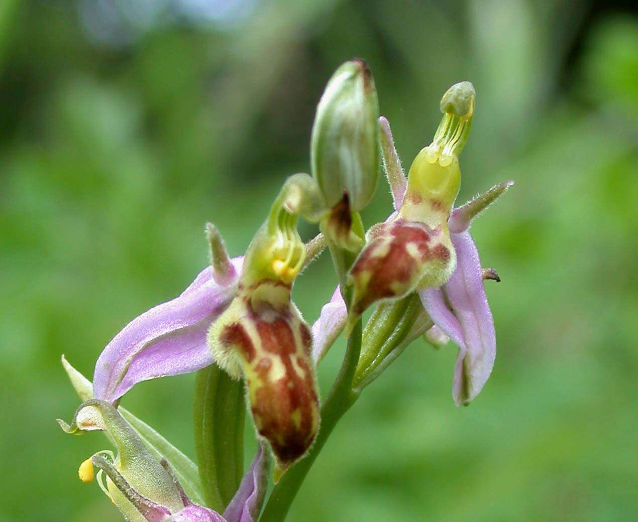 Image of Bee orchid