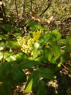 Image of Hollyleaved barberry