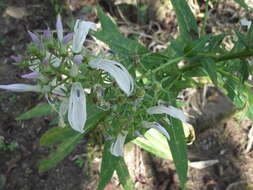 Lobelia nicotianifolia Roth resmi