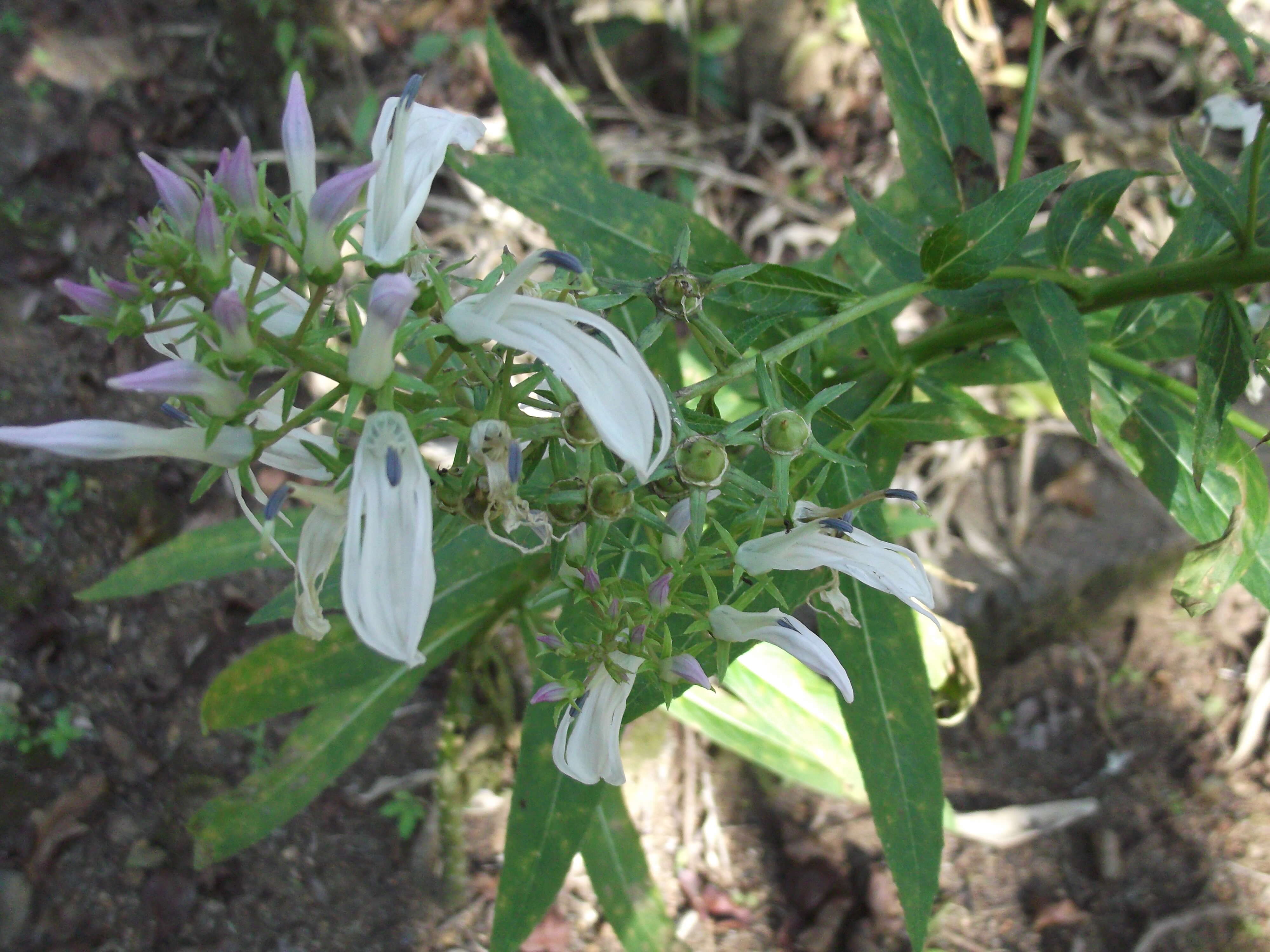 Lobelia nicotianifolia Roth resmi