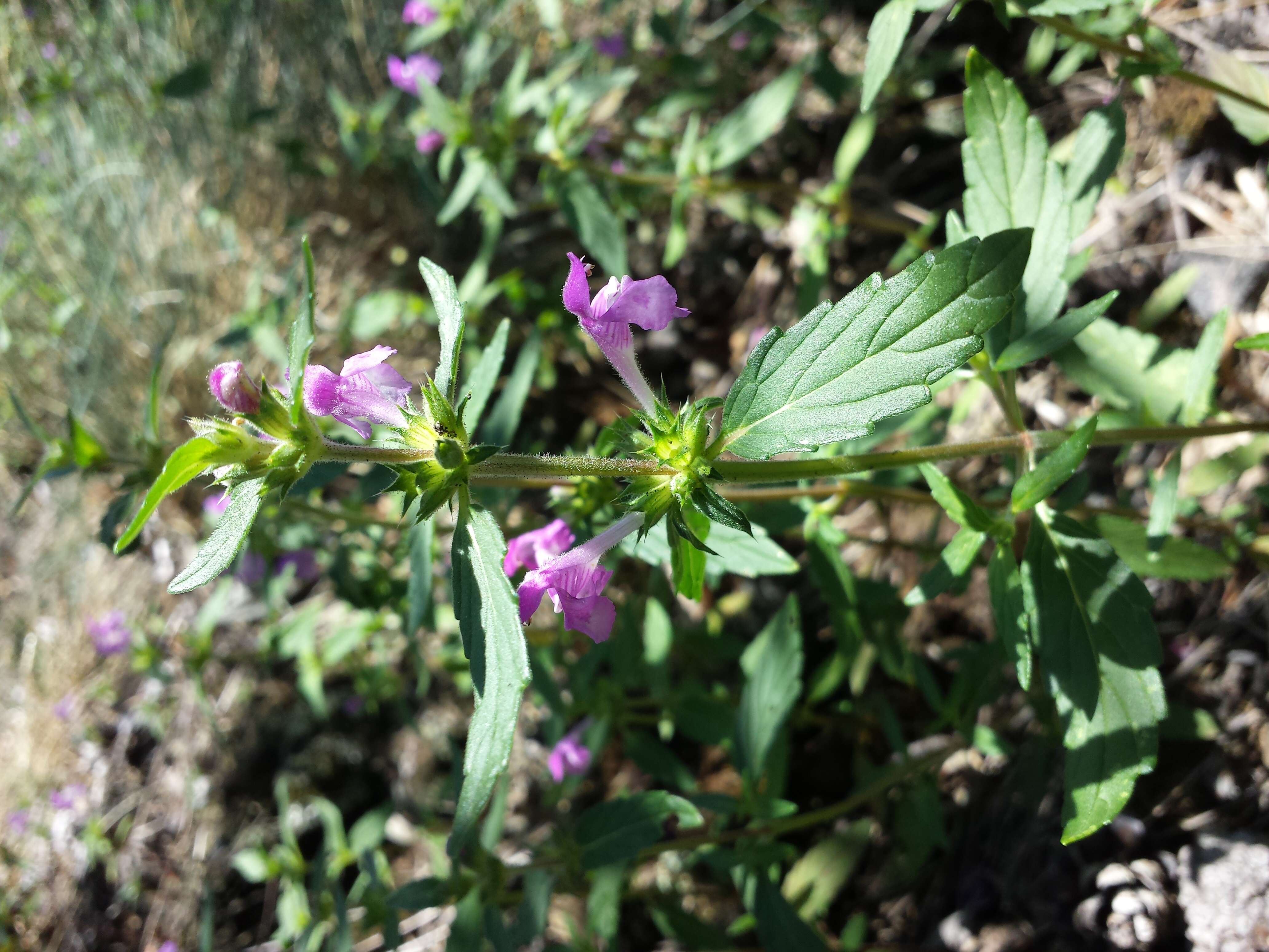 Imagem de Galeopsis ladanum L.