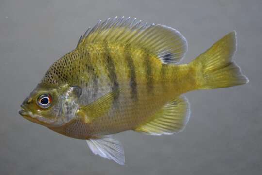 صورة Lepomis macrochirus Rafinesque 1819