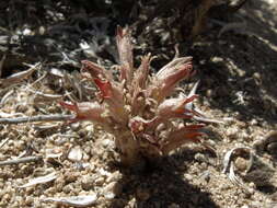 Image of flat-top broomrape