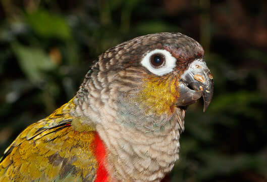 Image of Crimson-bellied Parakeet