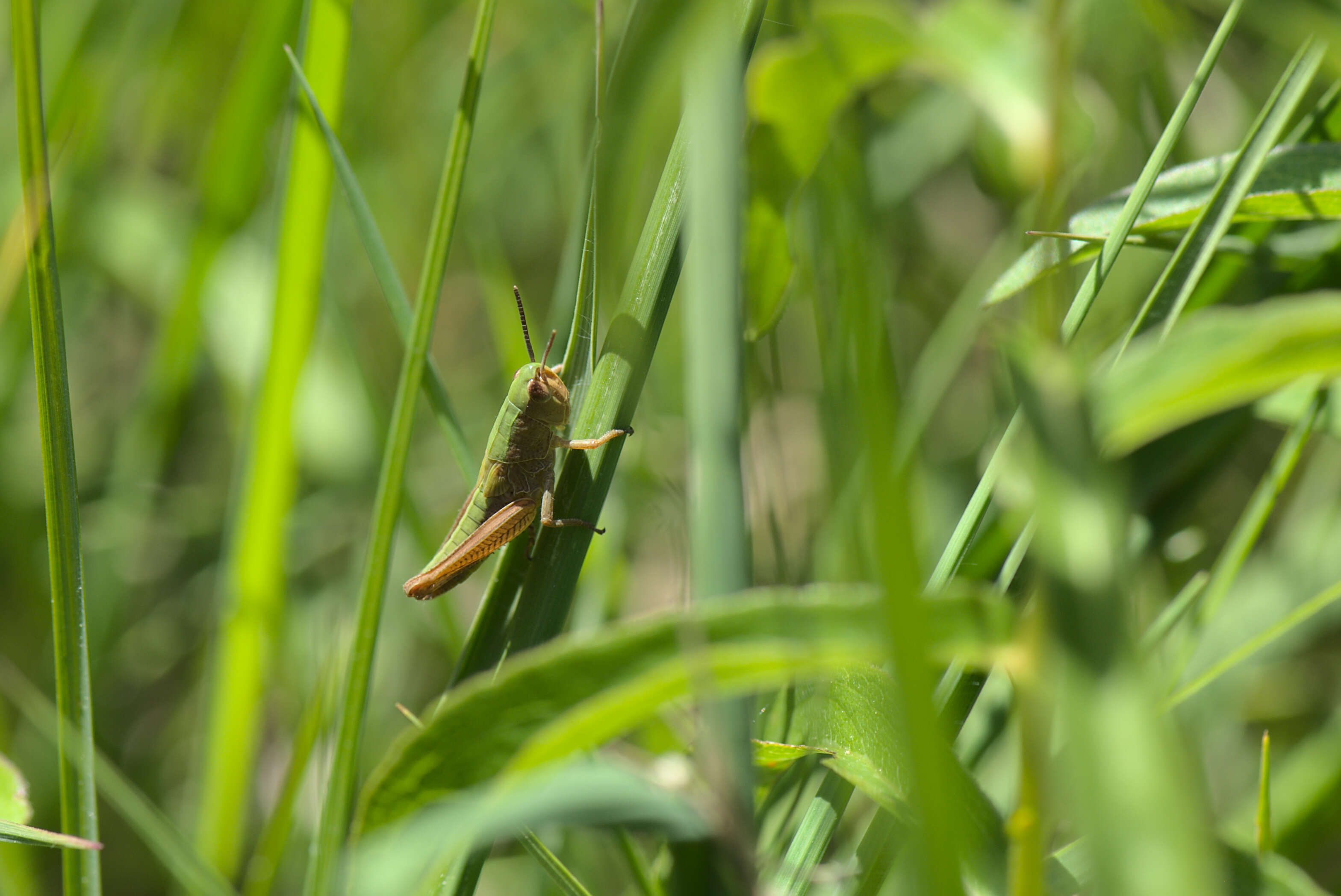 Image de criquet verte-échine