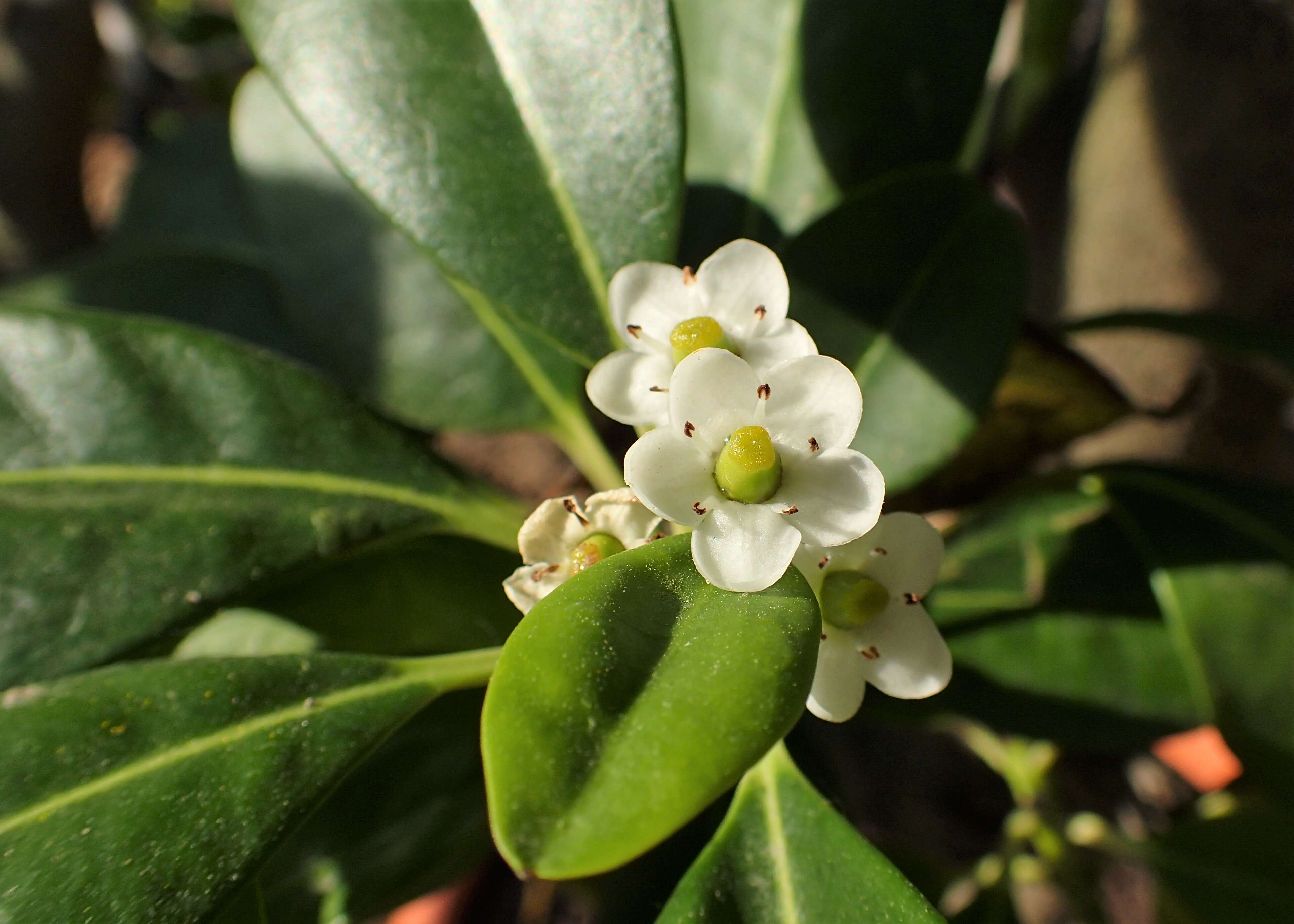 Sivun Ilex canariensis Poir. kuva