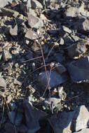 Image of Troodos Rockcress