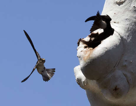 Image of Tree Martin