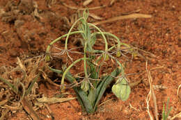 Imagem de Ornithoglossum vulgare B. Nord.