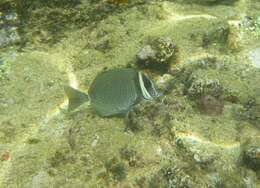 Image of Biafra Doctorfish
