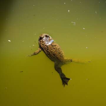 Image of Yellow–bellied Toad