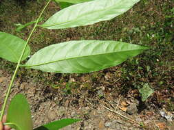 Image of tulip-wood tree