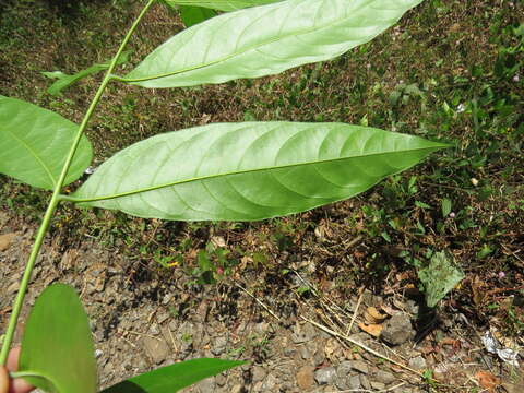 Image of tulip-wood tree