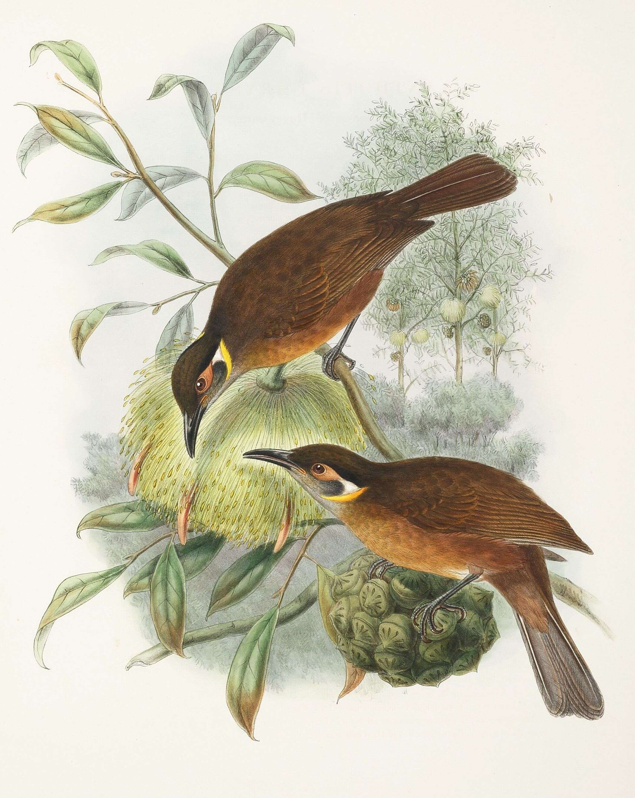 Imagem de Xanthotis flaviventer (Lesson & R 1828)