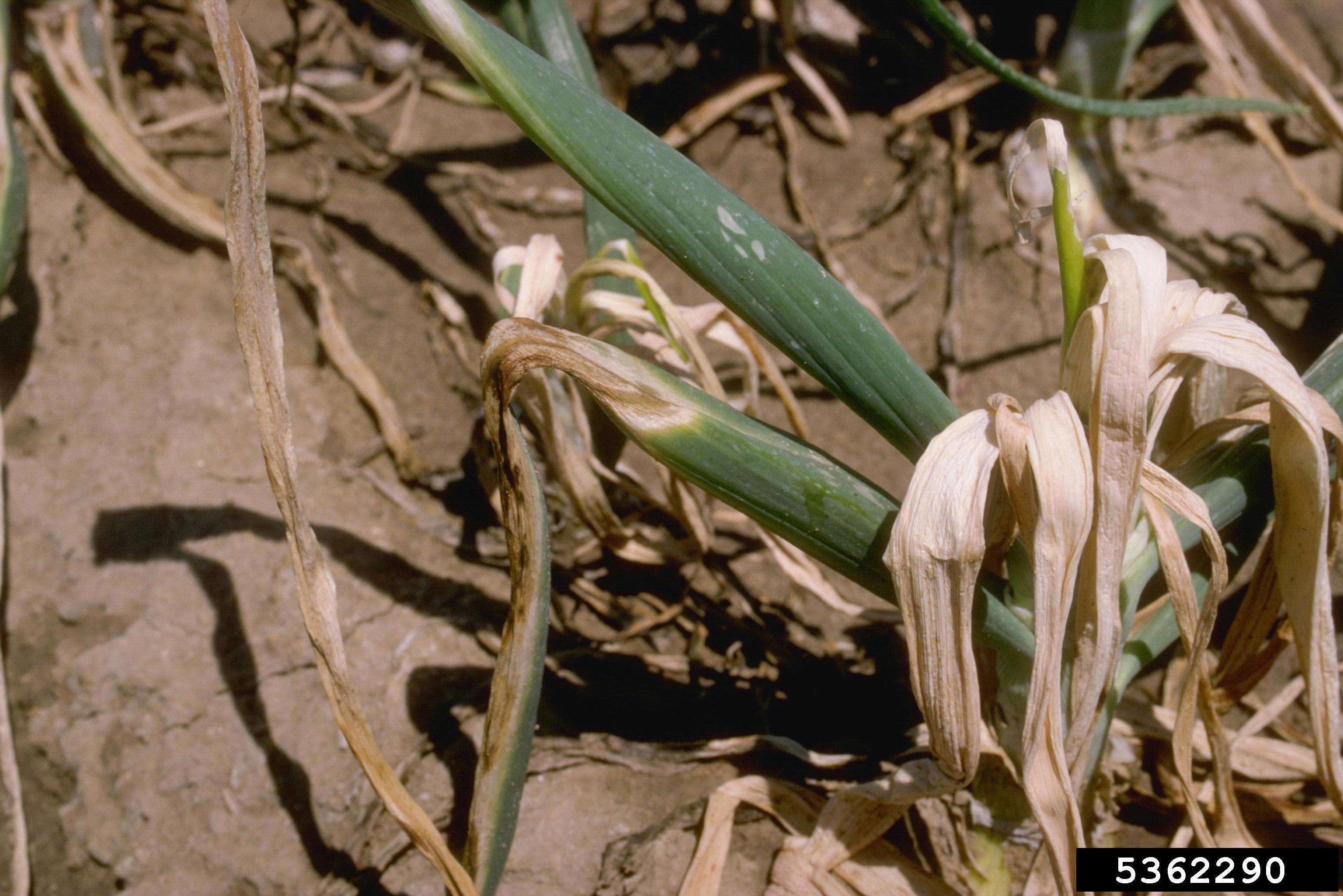 Image of garden onion