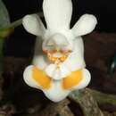 Image of Phalaenopsis thailandica O. Gruss & Roeth