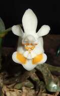 Image of Phalaenopsis thailandica O. Gruss & Roeth