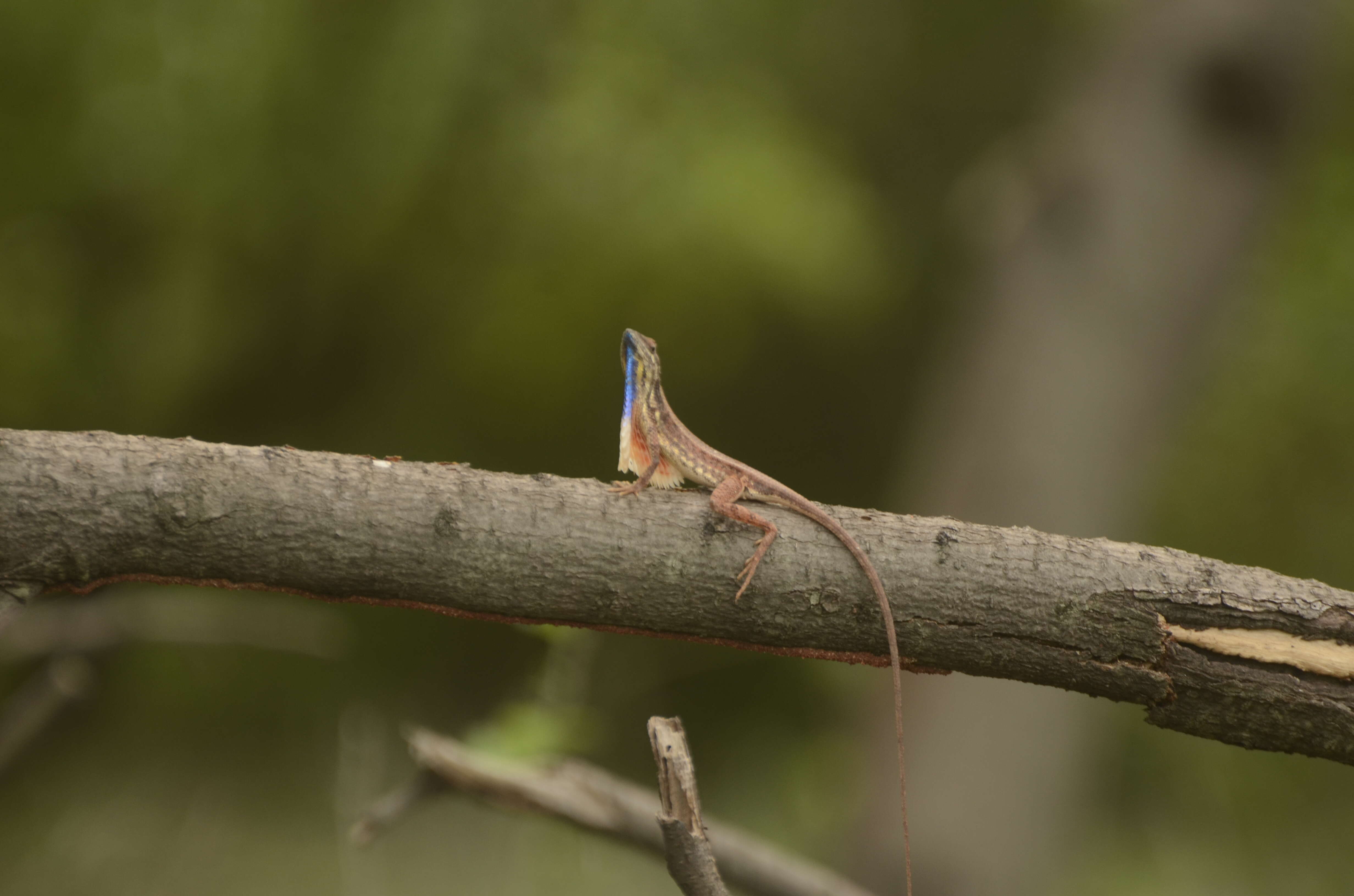 Image of Fan Throated Lizard