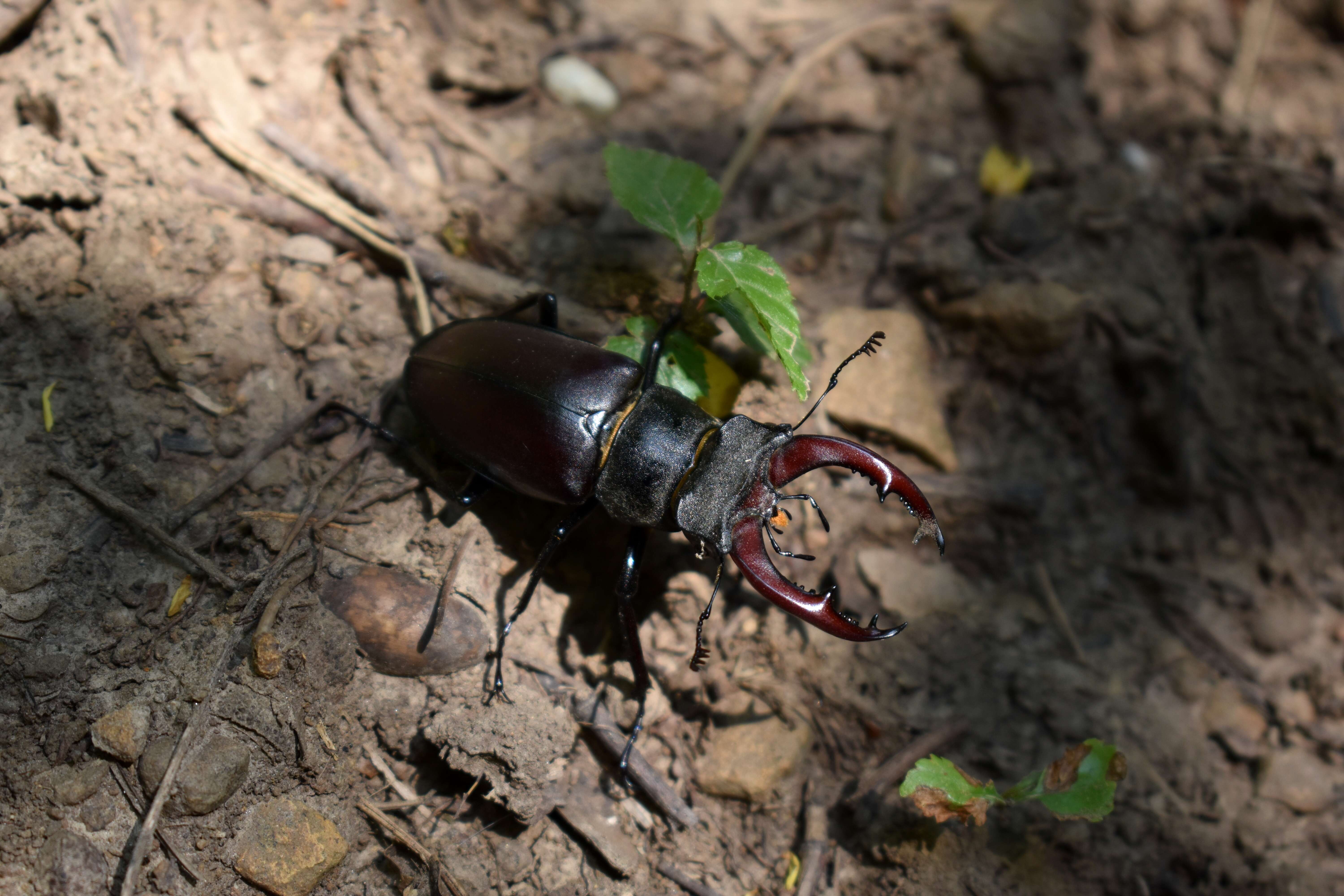 Image of Stag beetle