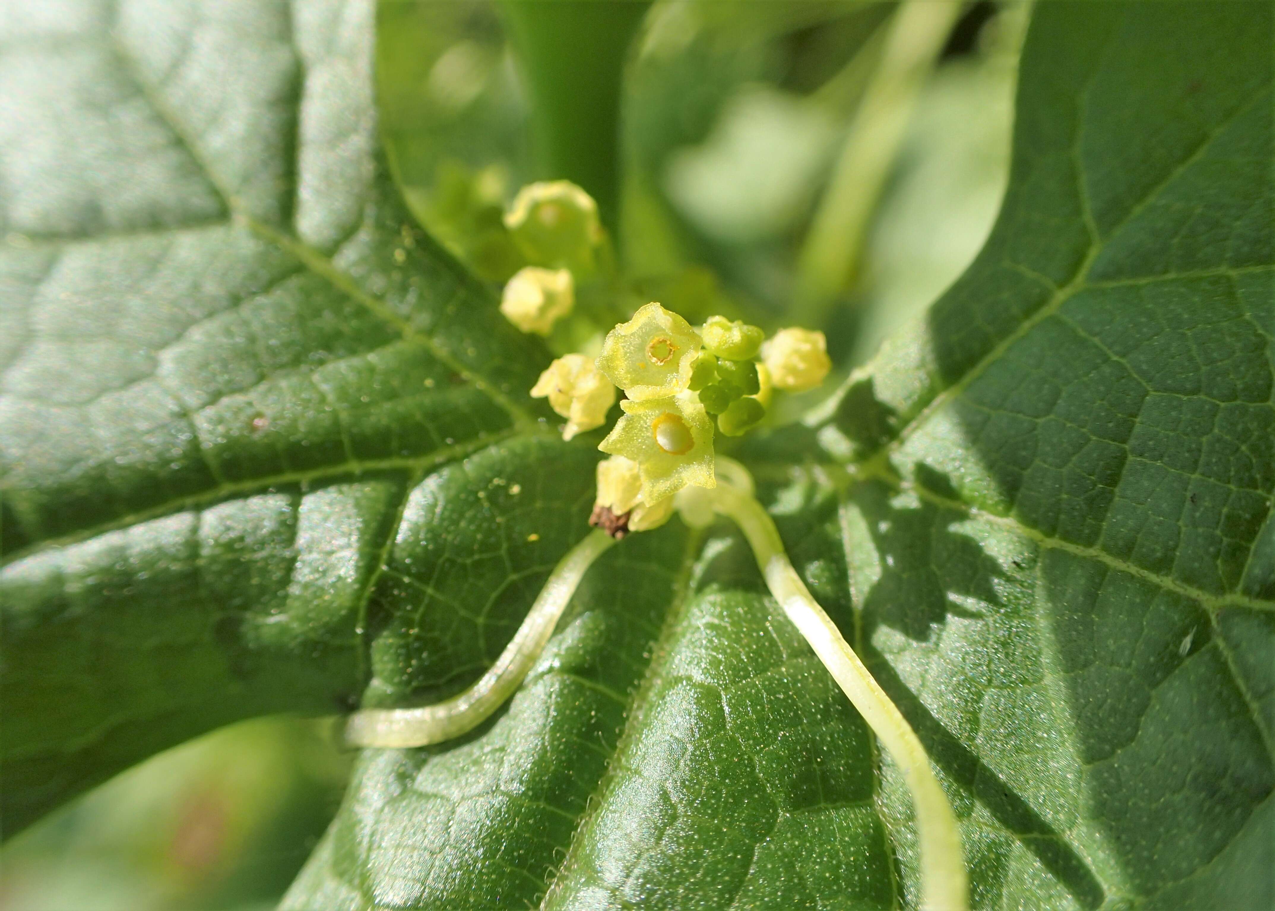 صورة Cyclanthera brachystachya (Ser.) Cogn.