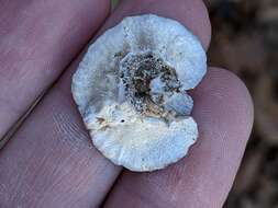 Image of Turkey Tail