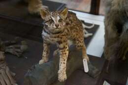 Image of Asian spotted cats