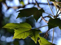 Imagem de Acer pseudoplatanus L.