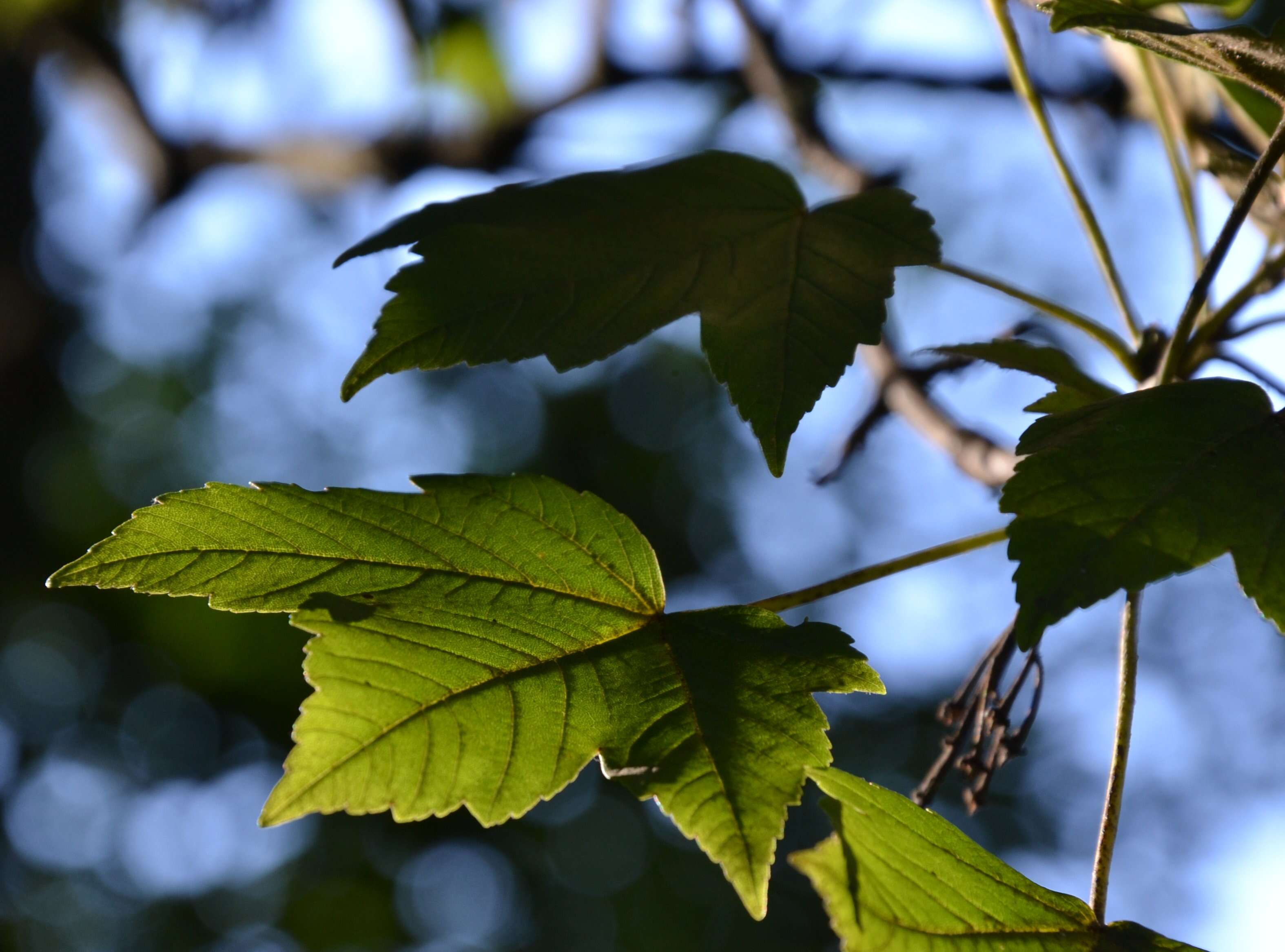 Imagem de Acer pseudoplatanus L.