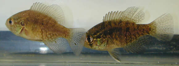 Image of Banded Sunfish