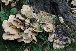 Image de Polypore géant