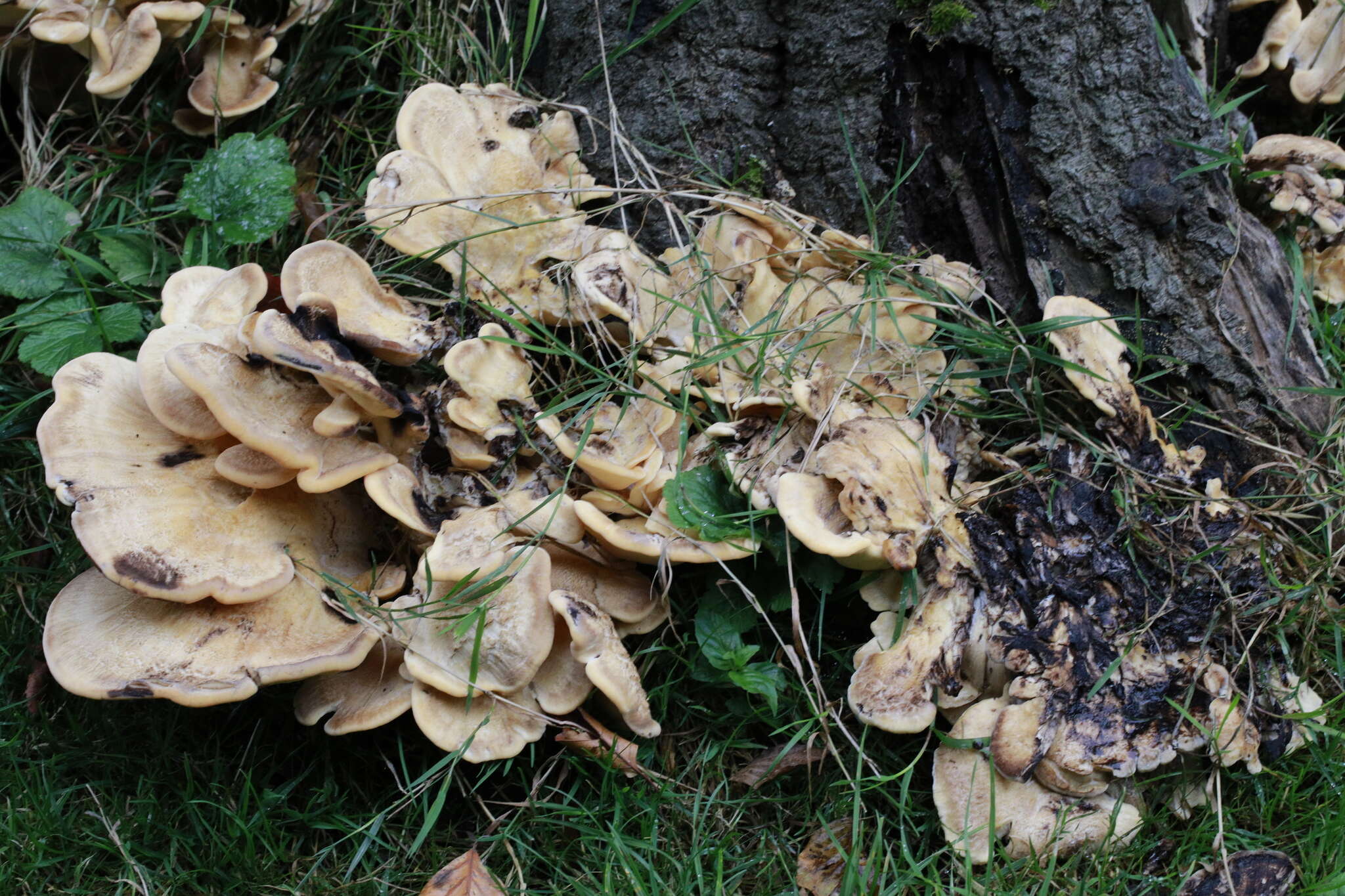 Image de Polypore géant