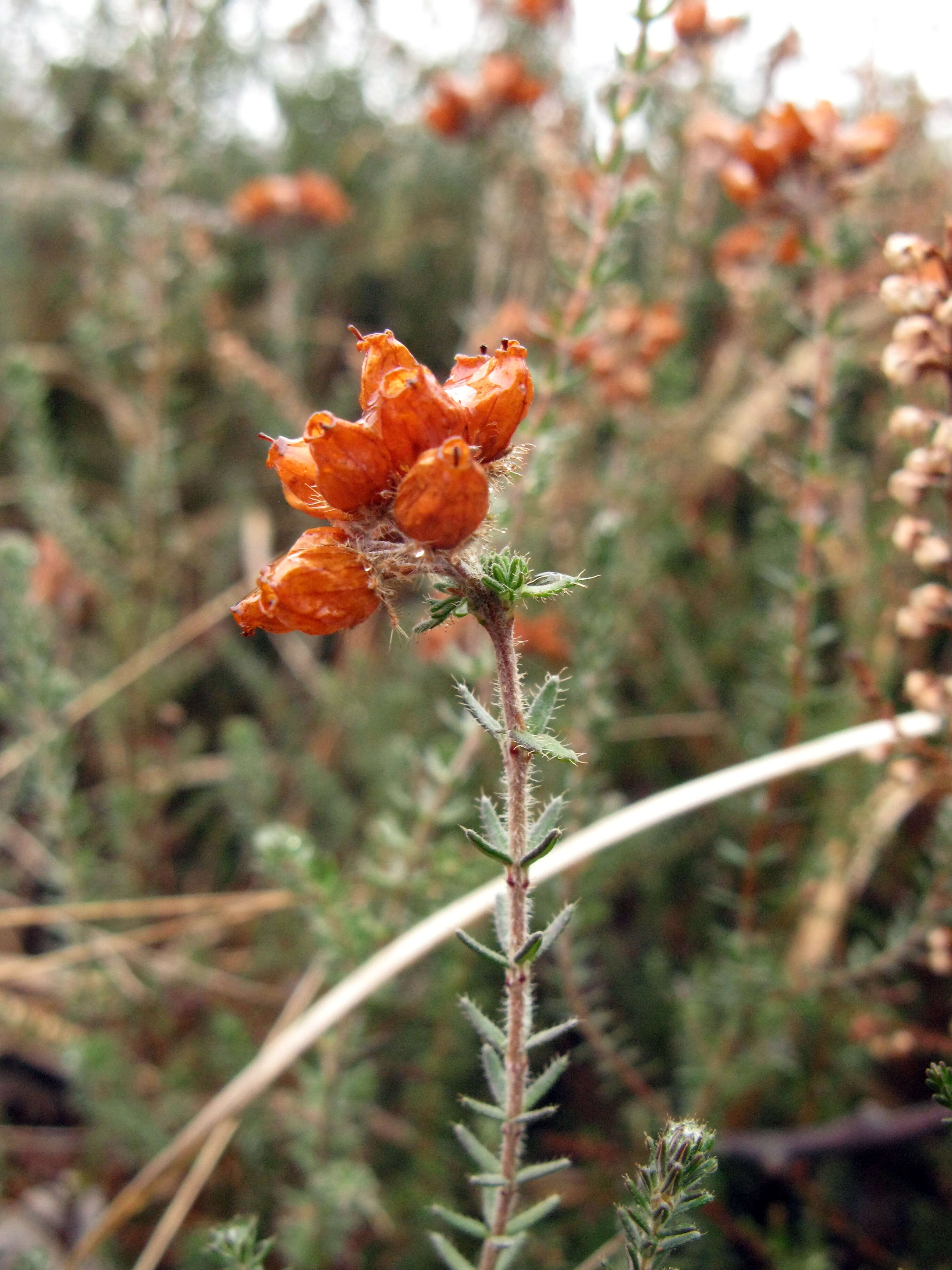 Image of Bog Heather