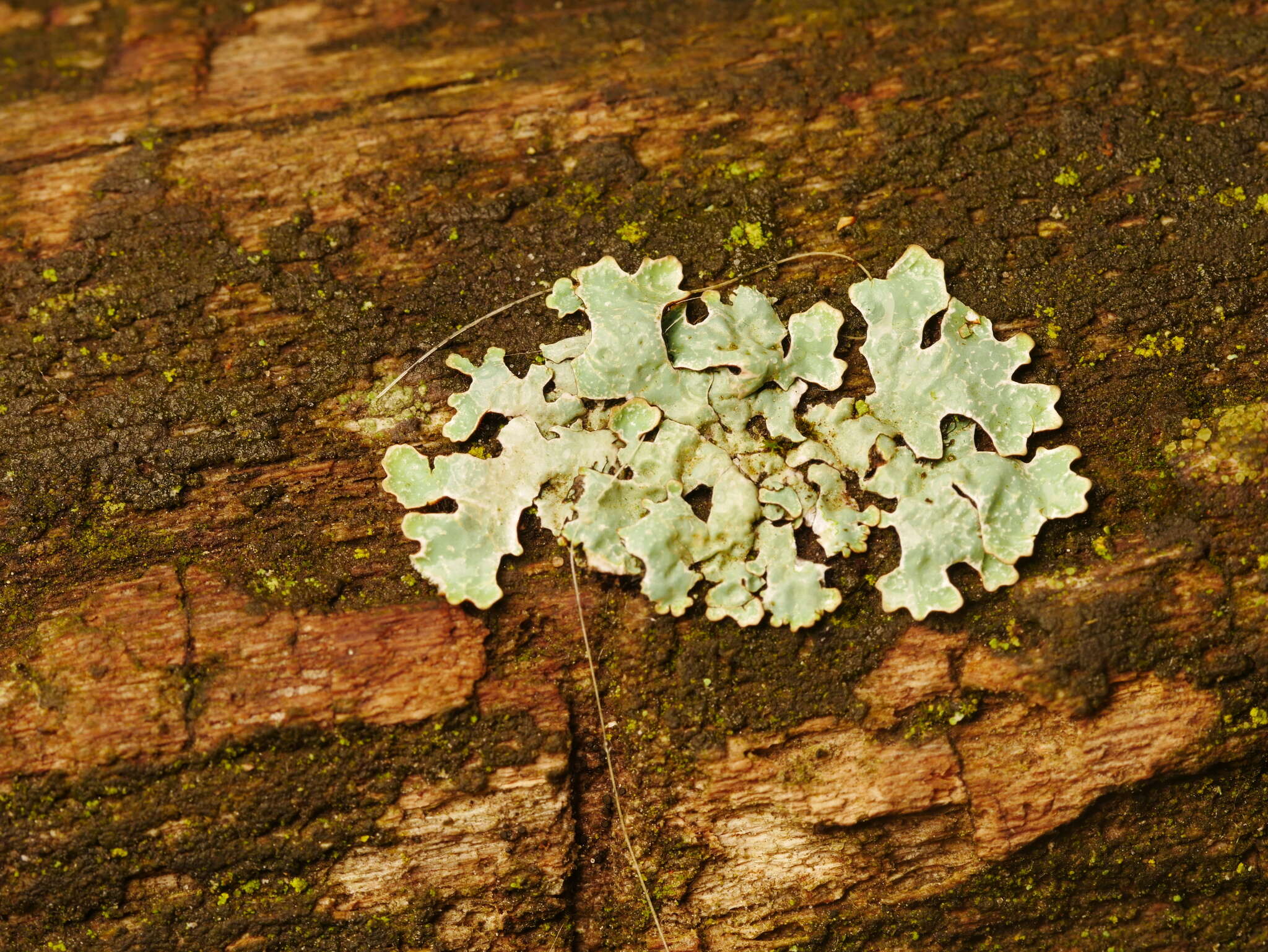 Plancia ëd Parmelia sulcata Taylor