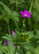 Imagem de Geranium palustre L.