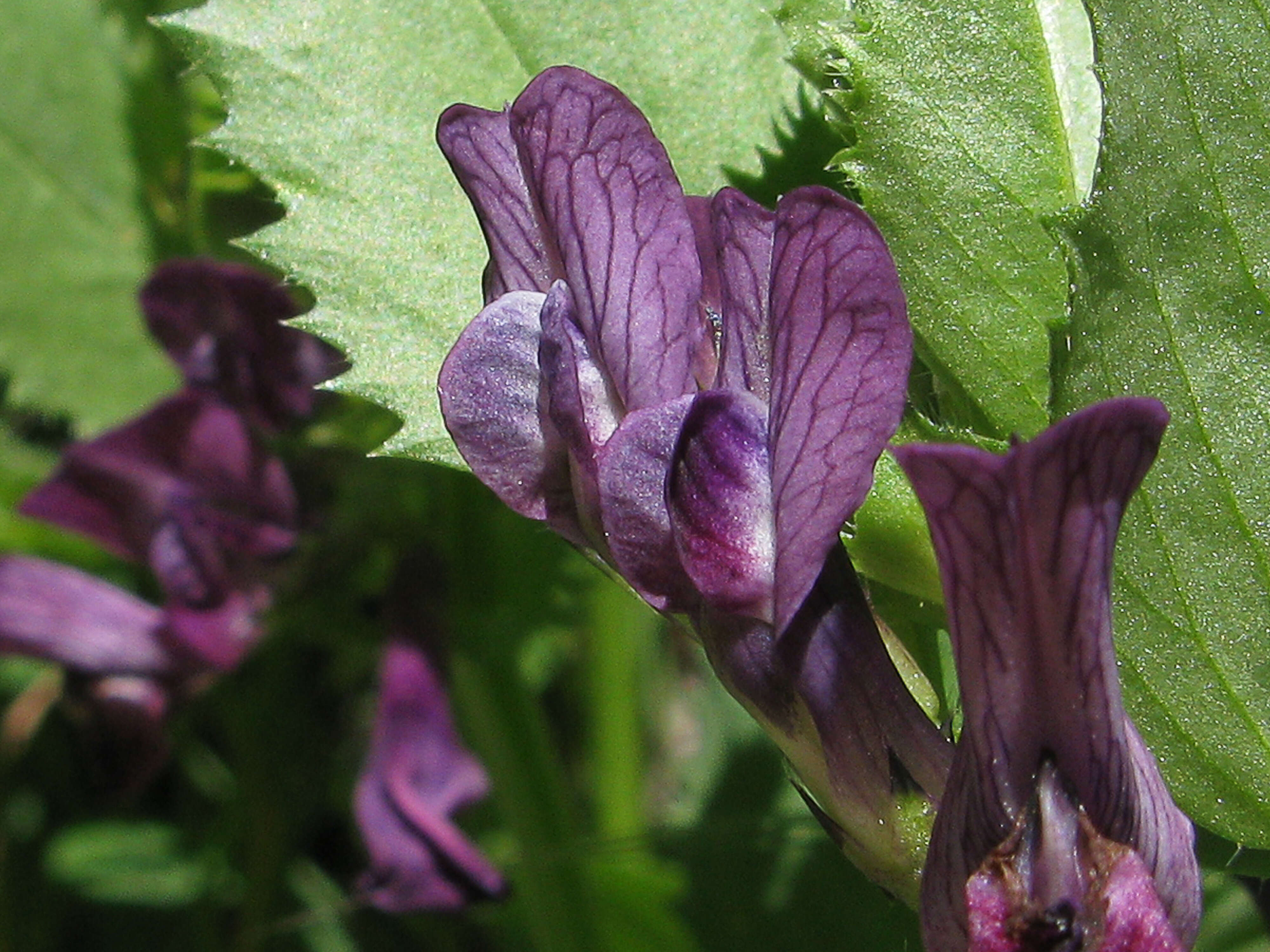 Imagem de Vicia narbonensis L.