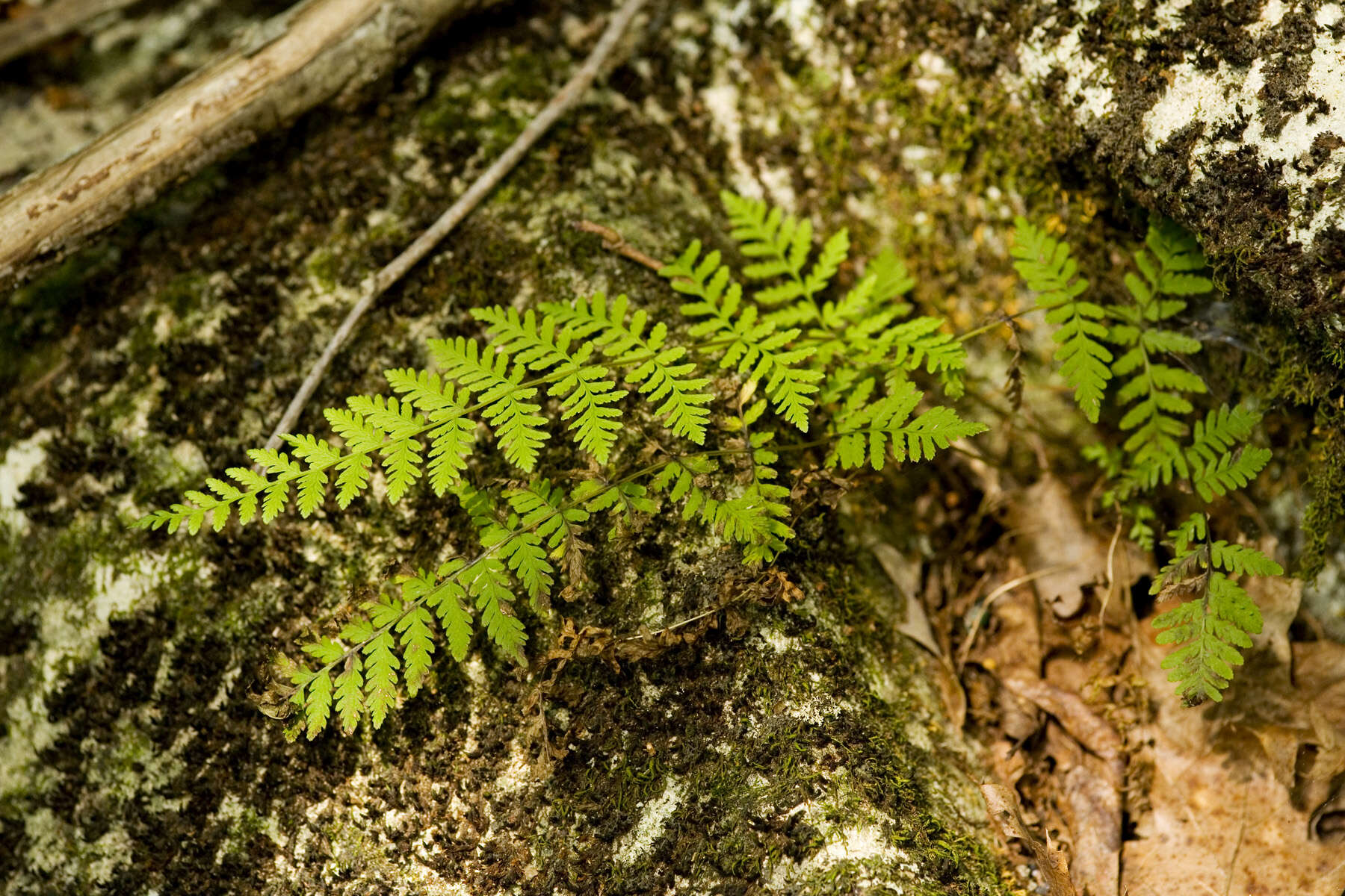 Imagem de Cystopteris bulbifera (L.) Bernh.