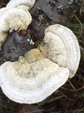 Image of Trametes hirsuta (Wulfen) Lloyd 1924