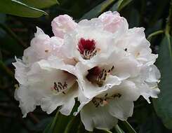 Image of Rhododendron grande Wight