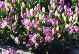 Image of Centaurium scilloides (L. fil.) Samp.