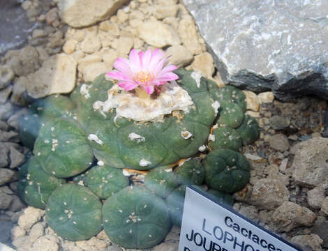 Image of peyote