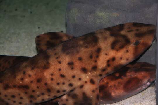 Image of Swell Shark