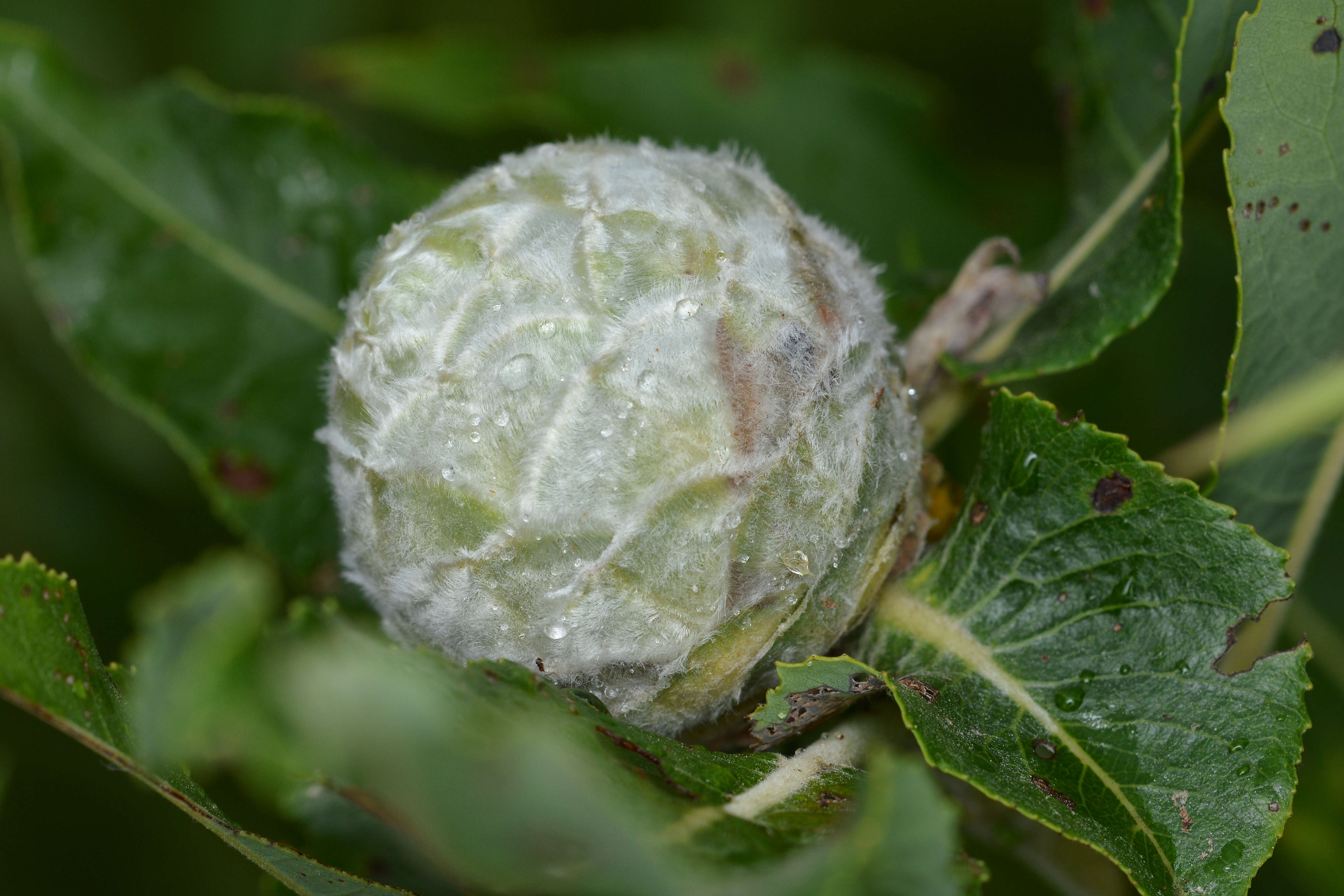 Image of Willow Pinecone Gall Midge