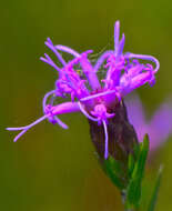 Слика од Liatris cylindracea Michx.