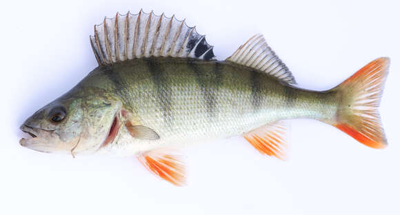 Image of Perch