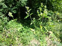 Image of Downy Hemp Nettle