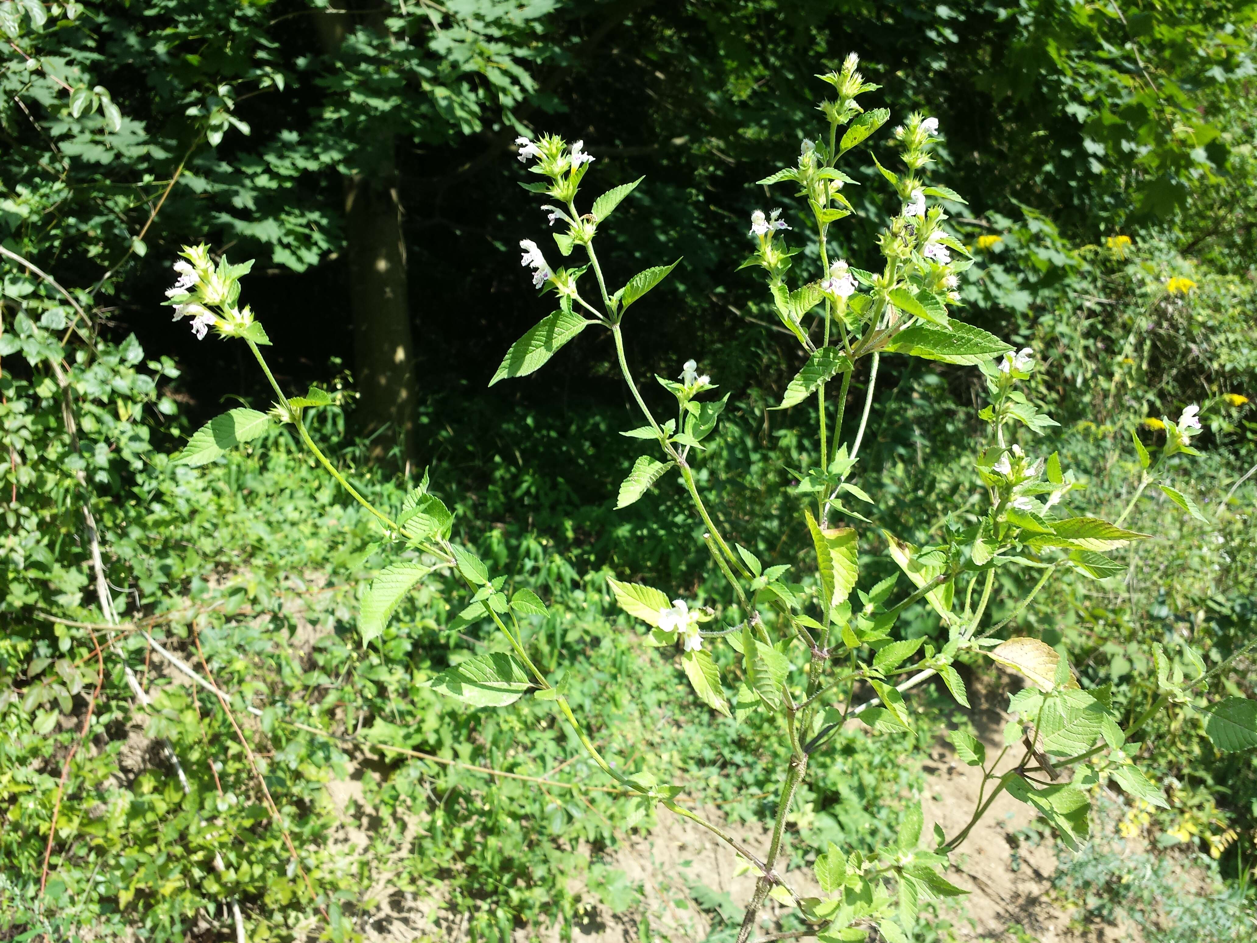 Image of Downy Hemp Nettle