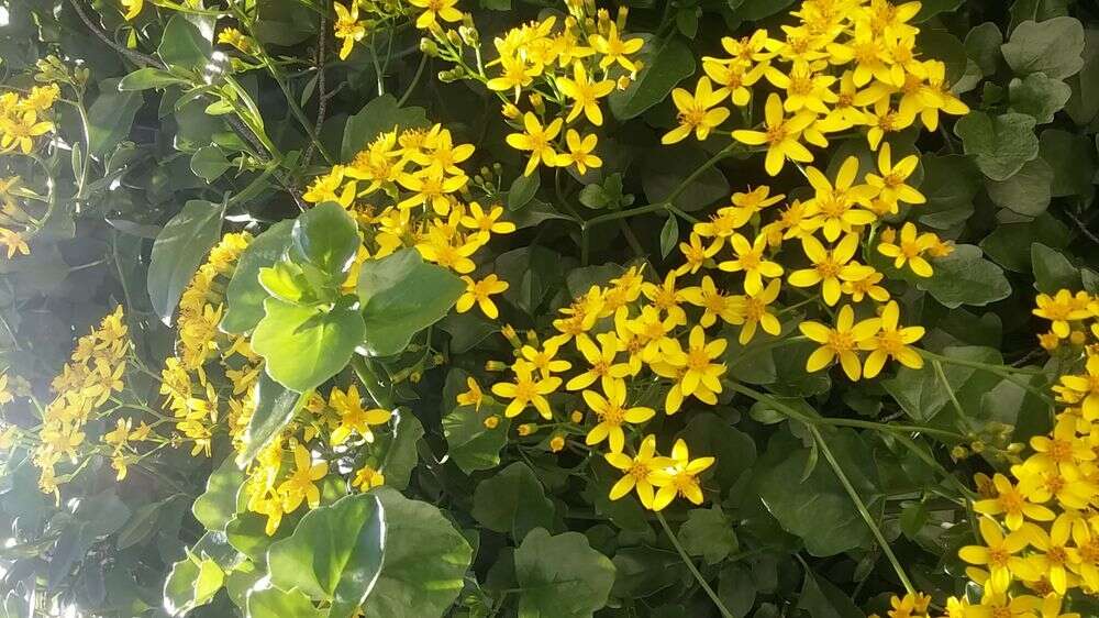 Image of creeping groundsel